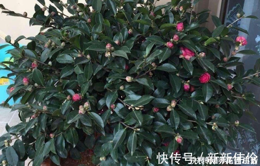 美植袋|养花用“沙子”栽种,好处多多,告诉你它的4个使用“技巧”