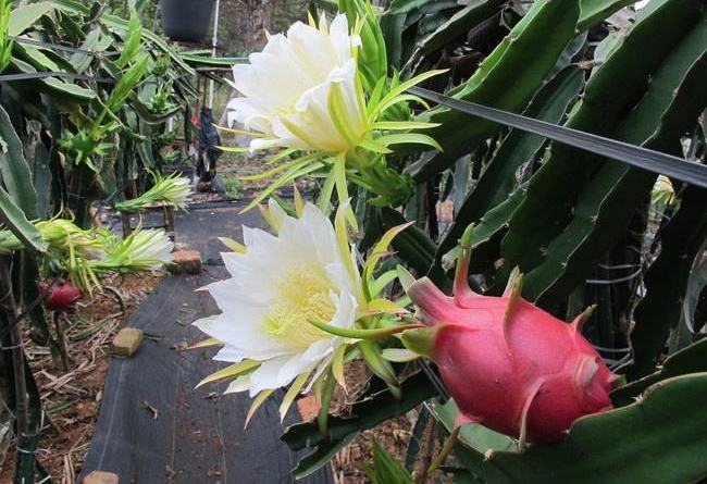 一个枝条插花盆，10天生根，当年结果50颗，超市30块钱一斤