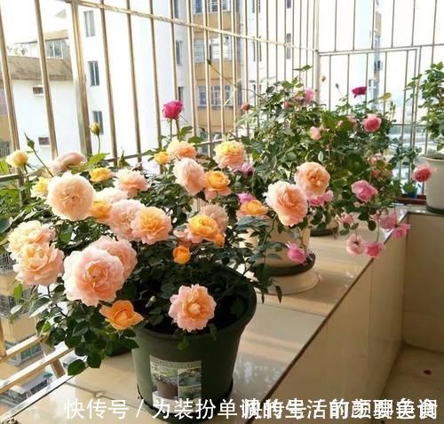 养花|营养土还在买?3种东西混一混,变成万能花土,养啥旺啥!