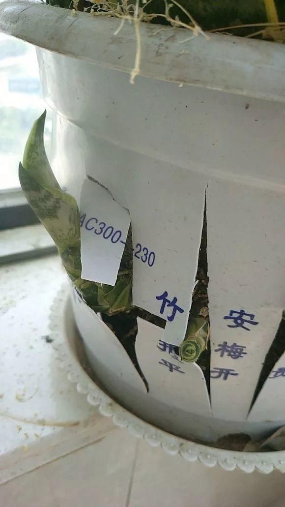 不需要扦插的5种花,把根“掰开”就是小苗,成活率真高