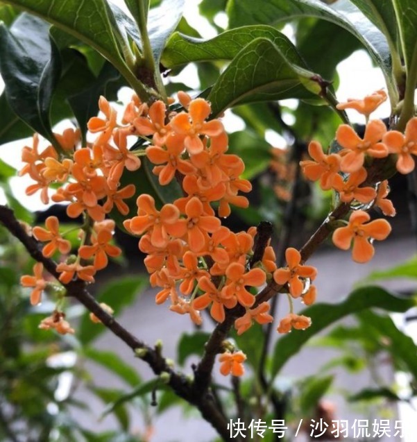修剪|桂花“迟迟”不开花首先选对苗,再换个位置、施点肥,花开不断