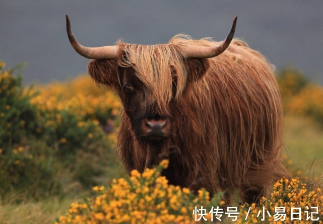 生肖|农历年底，好运不减的3生肖，赚钱丰厚，生意兴隆，日子没啥烦恼