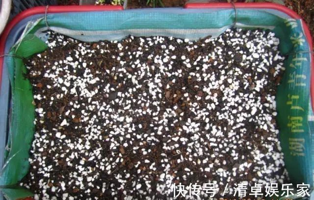 米兰花|夏季扦插茶花米兰花有妙招，套个塑料袋，保湿好生根快不死苗