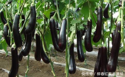 茄子|吃完茄子之后,别再食用此种食物,为了身体健康,再馋也要忍