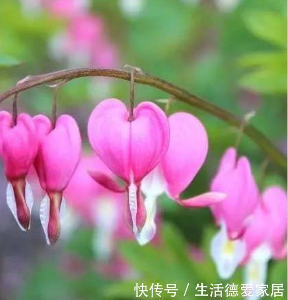 阳台养这几朵花,花开不断,开花幽香暗淡,花型圆滚惹人爱