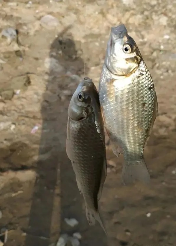 冬天的鱼都藏在草里?其实不是所有水草都有鱼,这些地方才聚鱼