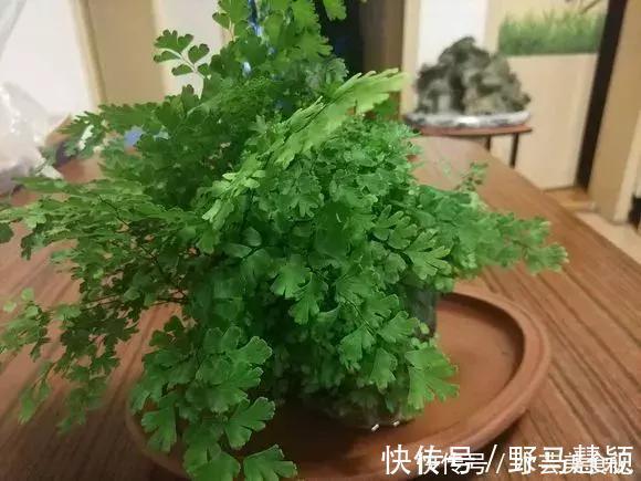 吊兰|这6种花是“天然净化器”，家中养1盆，潜伏的甲醛也会吸干净！