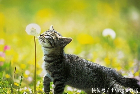 14个冷知识,真实存在着,用处不大但却使人博学的猎奇知识