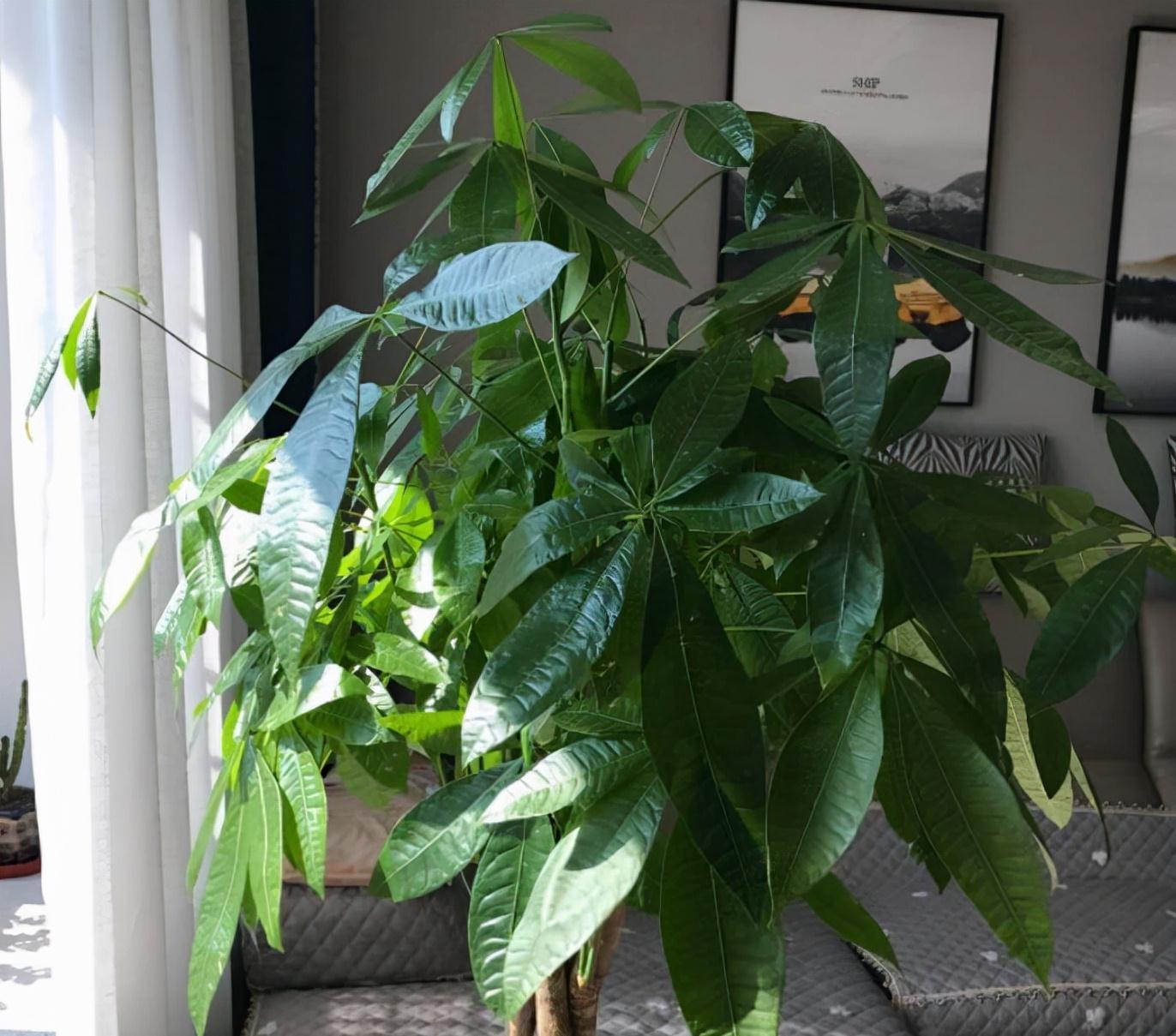 冬天的6种室内盆栽,“懒养”最合适,“勤养”反而容易出问题