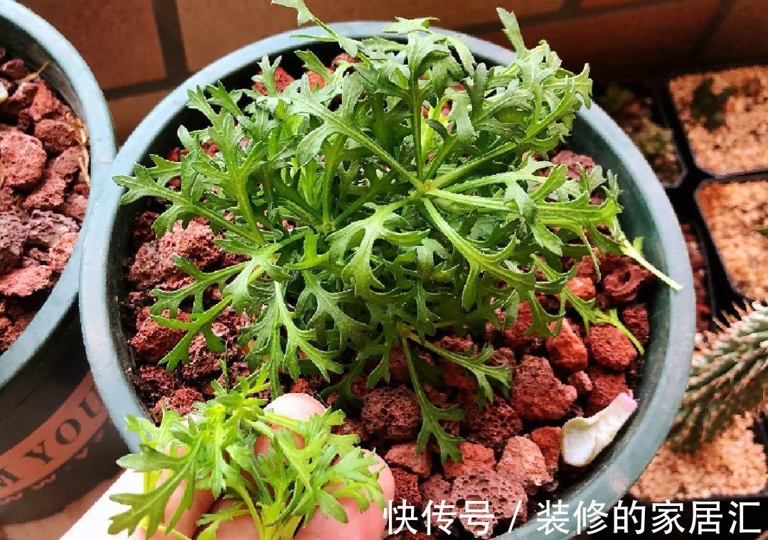 枝条|6种花别养老桩,越老越不开花,赶紧扦插备份