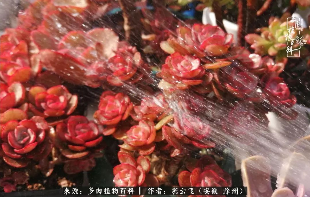 浇水后的多肉,照片秒变“照骗”!却被“骗”得很开心!