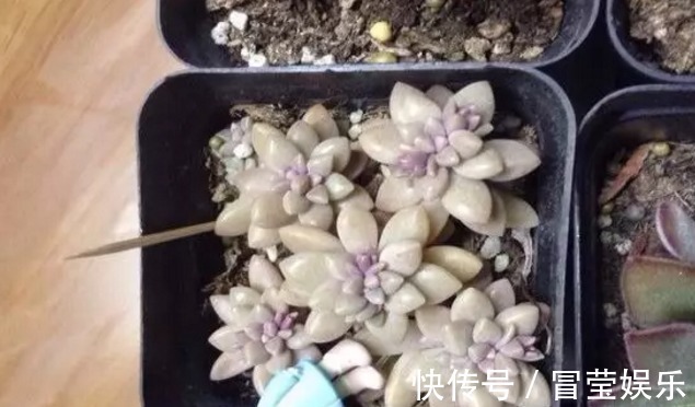 神器|万能的浇水“神器”，只需一根小吸管，专治各种烂根烂叶！