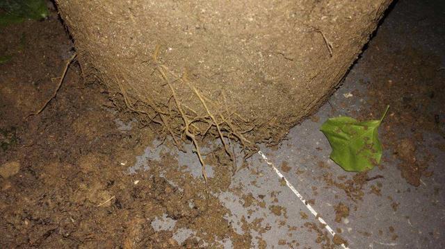 幸福树盆栽,养护注意“4点”,新芽多,特别茂盛,还能养开花