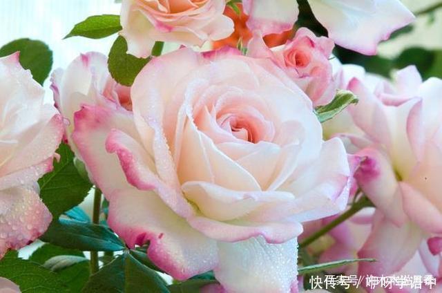 粉色|5款唯美粉色月季。美人如玉粉妆琢,粉色娇羞白如雪。抗病好养