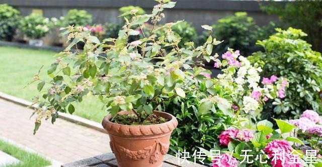 矾根|为了300㎡露台花园，毫不犹豫买了这房子，在城市屋顶过上田园生活！