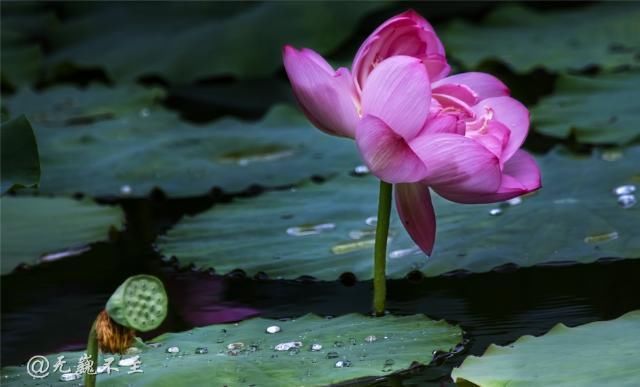 老年|青白江的夏雨荷——夏至错失日环食，怡湖园中观芙蕖