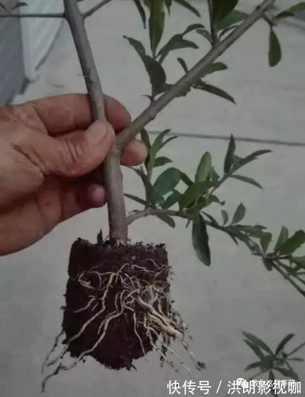 成活率|1个塑料袋1条绳,盆栽1盆变2盆,成活率百分百!