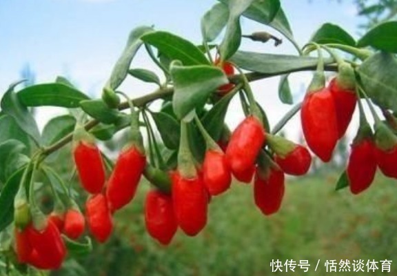 晚上睡覺(jué)前，堅(jiān)持吃5粒枸杞的人會(huì)收獲什么好處？不要太羨慕！