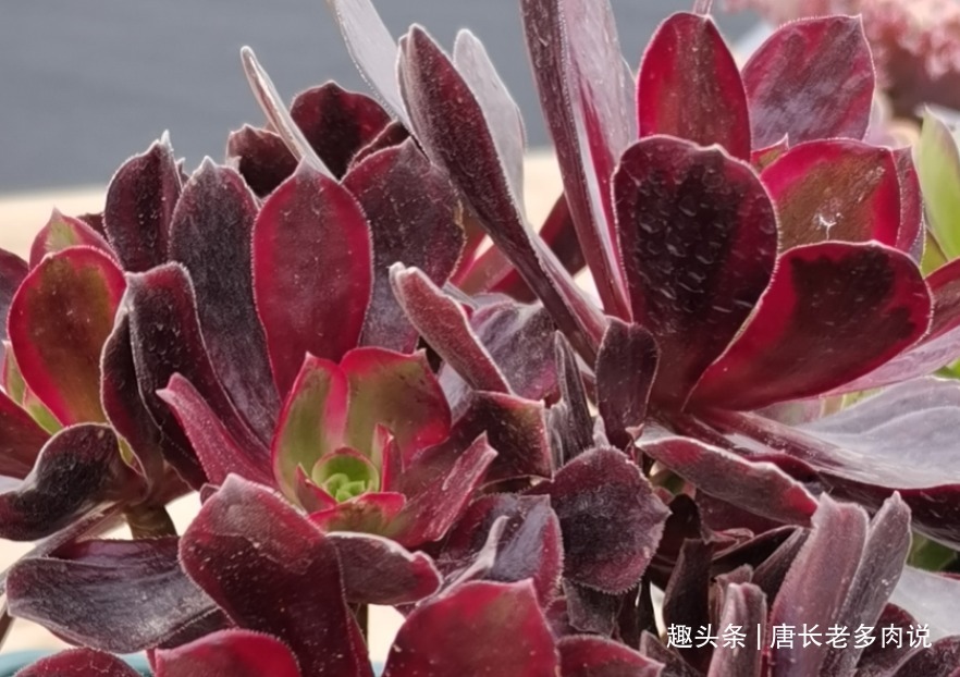 纤毛|多肉孔雀和赤霞飞长得像吗不，它们无论是颜色还是叶形都不雷同