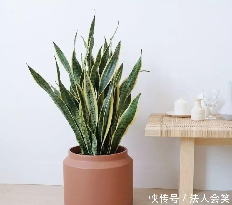 侧芽|学2招,让不爱出芽的虎皮兰接二连三地往外冒新芽吧!