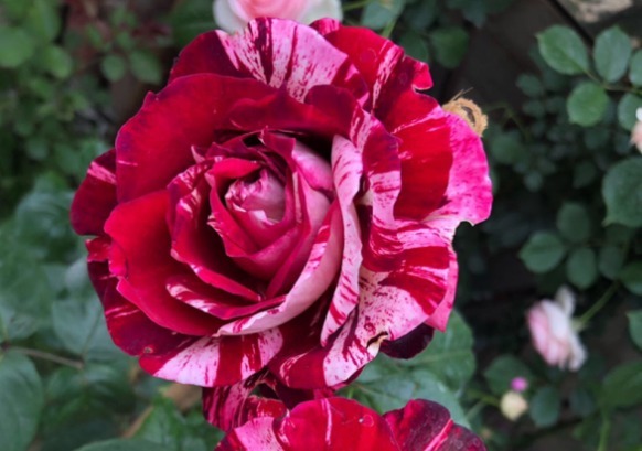 条纹|傻傻分不清的月季,能认出品种算你狠!