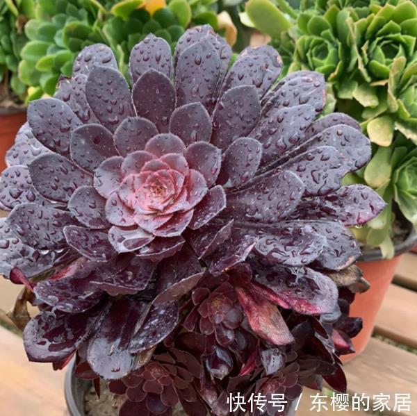 法师|多肉黑法师如何通过砍头一变多