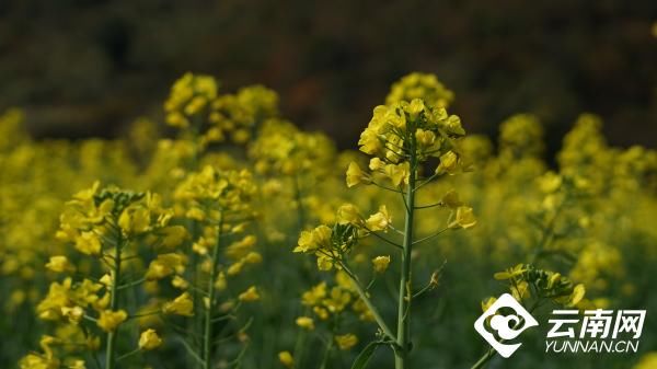 开远|新年看新景 开远的油菜花开了，你来了吗？