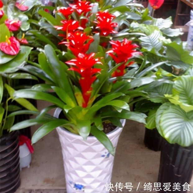 客厅想养“健康花”,建议从这12种里面选,不仅养人,还大气吉祥