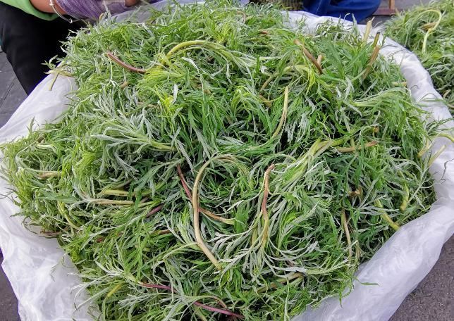 柳蒿菜|这种野菜北方嫌吃不够,但南方却拿去喂猪,网友:真可惜了