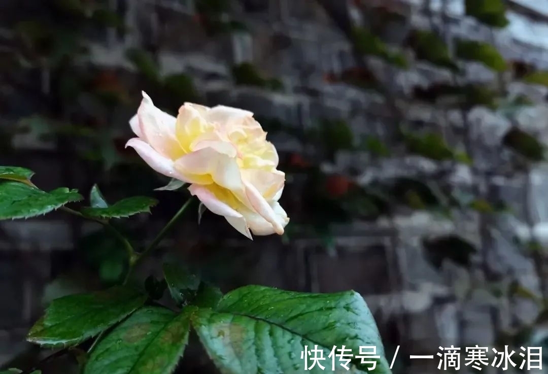 冬天$散文诗:致,冬天