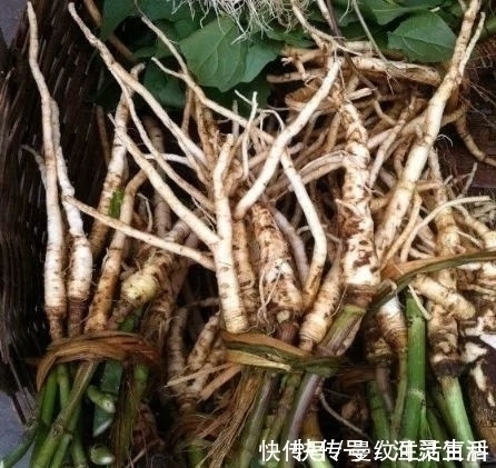 芋头叶|叶子像芋头,被人们称为“白草根”的野草,在老中医眼里是宝!