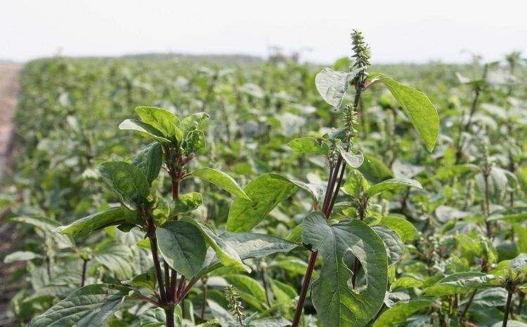 牛膝|农村老人说吃此物“力大如牛”，农村常见，年轻人有需求却不认识