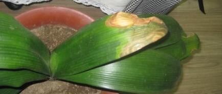 黄叶|君子兰叶子发黄的8大原因及处理方法