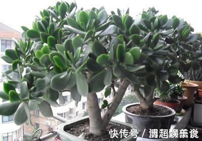 整形|教你几个“小诀窍”，轻松把玉树养成“老桩”，枝繁叶茂开花多