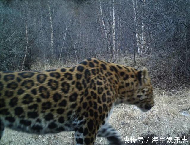 六盘山发现华北豹，不是公路旁遛娃盯着车看，就是泉水边猎食狍子