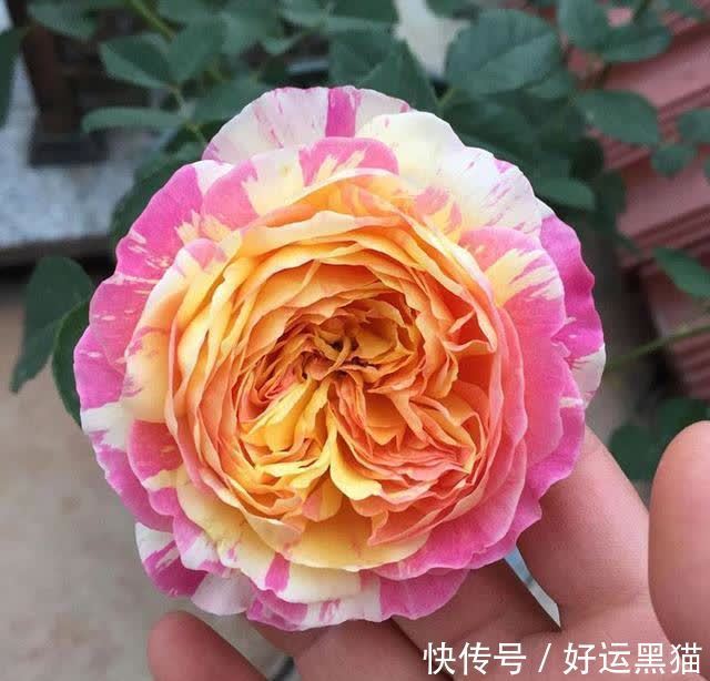 月季花|入秋养月季，首选这5种，耐热耐寒性都不错，关键抗性强，开花美