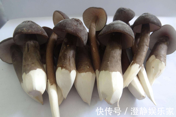 营养物质|女人常吃此“菌王”，每周2次，去湿气、暖子宫，远离妇科疾病