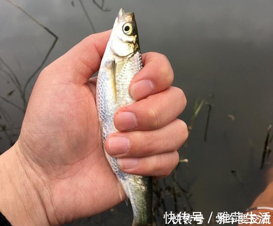白条闹钩,被钓友所唾弃,总结7种应对方法
