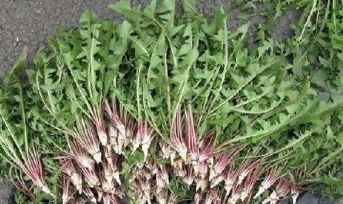 食物|预防身体变老,适合吃的食物,促进消化,活血嫩肤,谁吃谁年轻