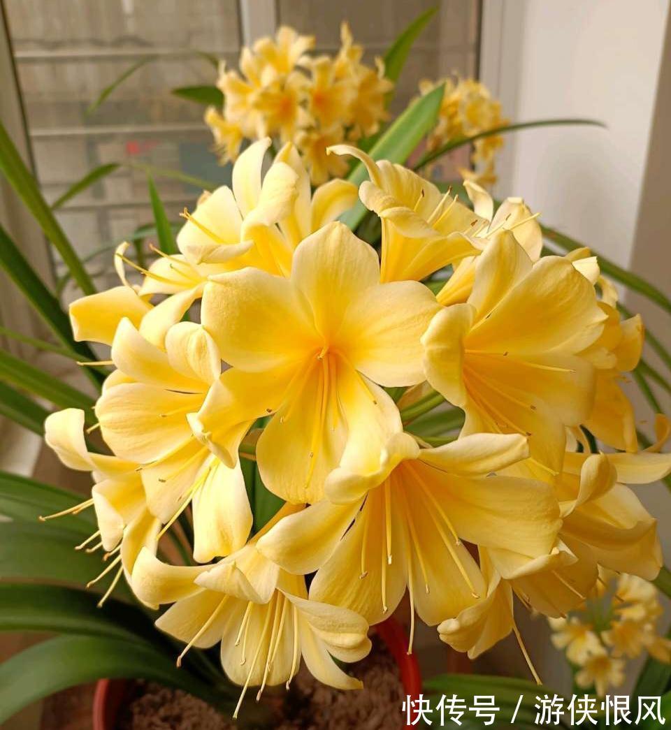 天气冷气温低,这些花要干养,少浇水才不易受冻和烂根