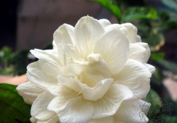 浇水|喜欢茉莉花,夏季就养盆虎头茉莉吧,花朵又大又香,还是重瓣的