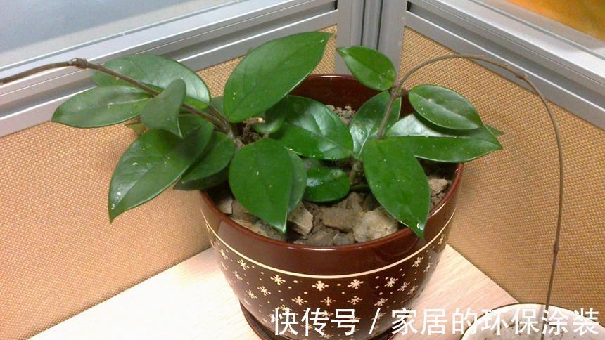 花土|没有院子，受限于盆栽就养情人球兰，照顾到3点，花期长、香味浓