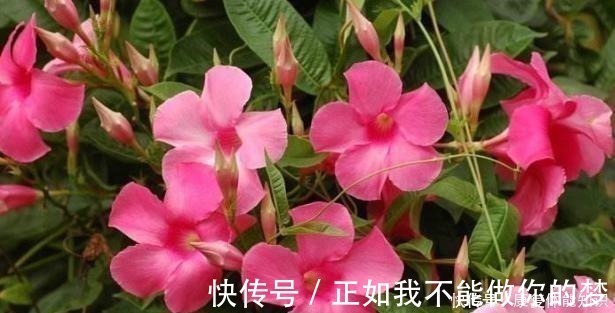 一种小花太神奇，一对叶子6朵花，养一棵开一片，室内室外都能养！