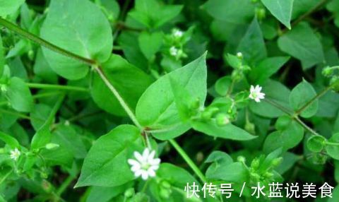 利尿|农村这种常见的野菜 能清热解毒 化瘀止痛 解热利尿