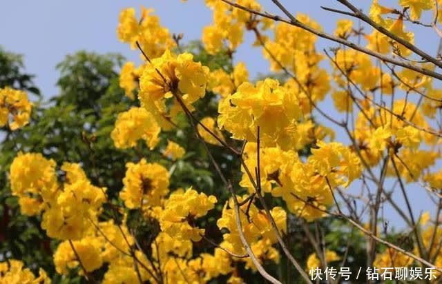 三月|花样荷城,美不胜收!