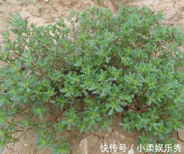 农民朋友|农村有一种“毒草”，农民见了就拔掉，殊不知是名贵中草药