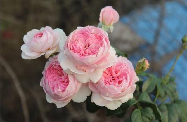 “羽毛”也能开花这花真神气，1个枝条花苞多，花香浓郁