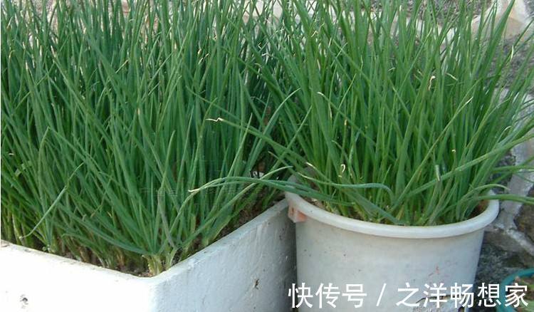 阳台小葱,又细又黄教你一招,根根粗壮,一抓一把吃不完!