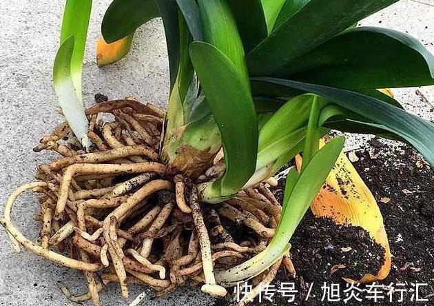 想观花赏叶就盆栽君子兰,学会播种、分株,养一盆得多盆