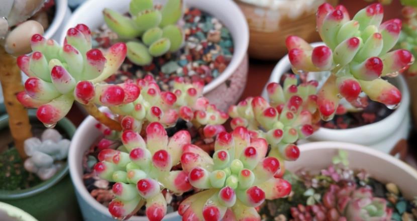 多肉乙女心|如何养殖出漂亮又独特的多肉乙女心?抓住3点就够了
